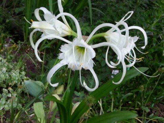 Hymenocallis festalis (Hymenocallis festalis)