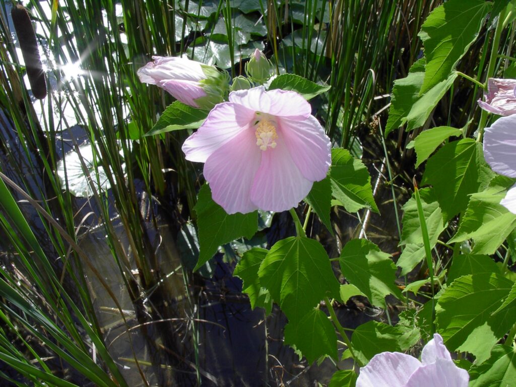 Sumpfeibisch (Hibiscus moscheutos)