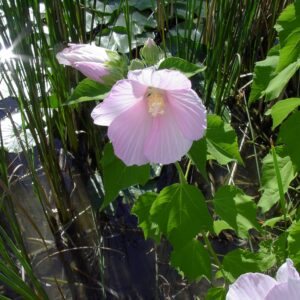 Sumpfeibisch (Hibiscus moscheutos)