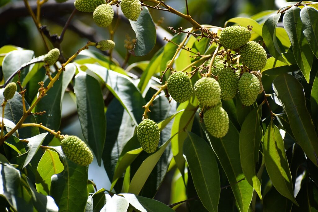 Litschi (Litchi chinensis)