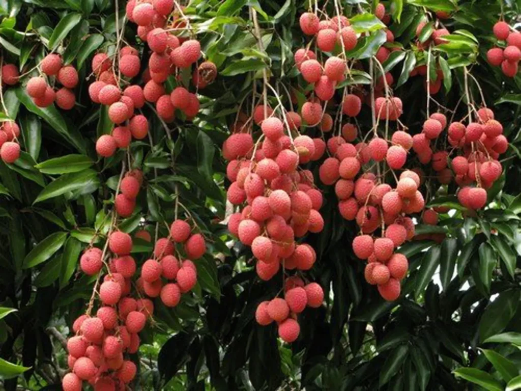 Litschi (Litchi chinensis)