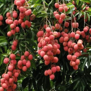 Litschi (Litchi chinensis)