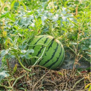 Mini-Melone (Citrullus lanatus var. fistulosus)