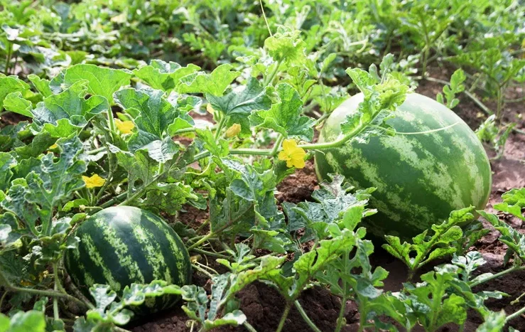 Mini-Wassermelone (Citrullus lanatus var. fistulosus)