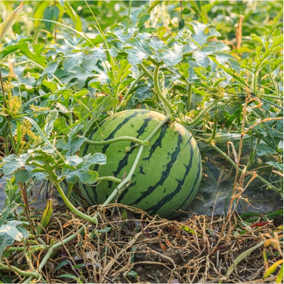 Mini-Melone (Citrullus lanatus var. fistulosus)