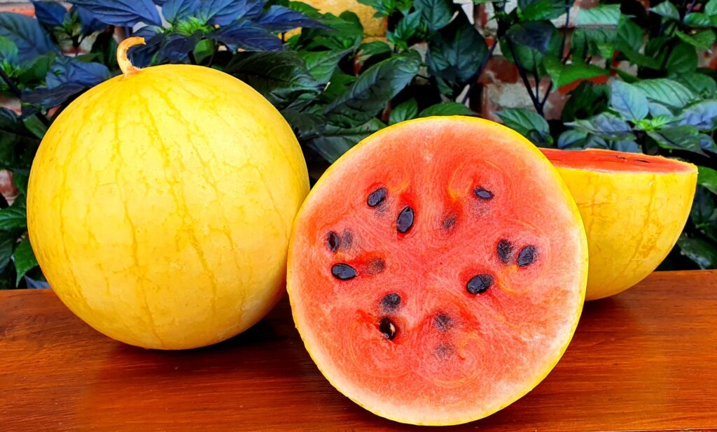 Mini-Melone Golden Midget
