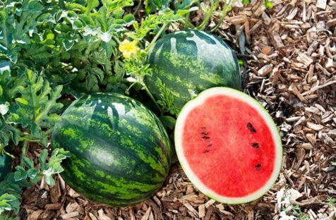 Mini-Wassermelone Mini Love