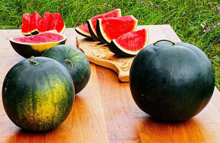 Mini-Wassermelone Sugar Baby