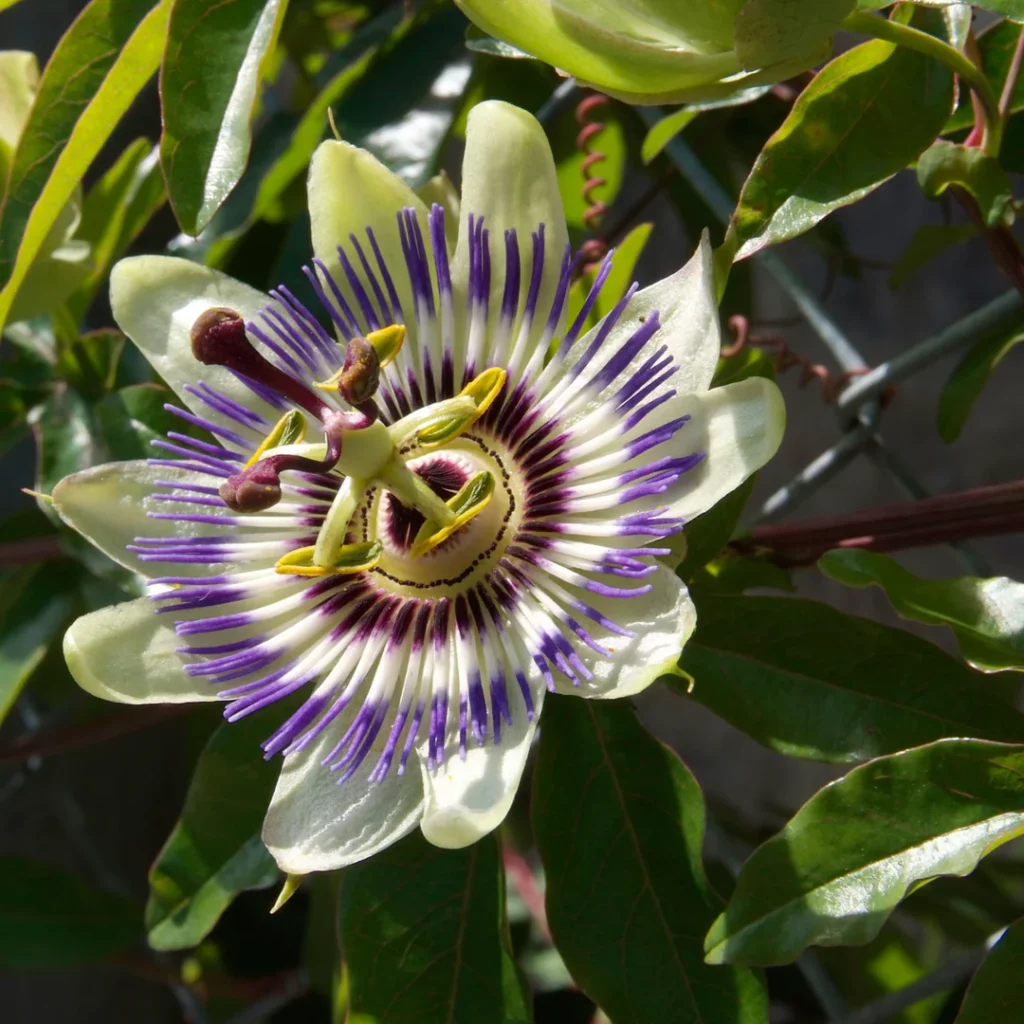 Passionsblume (Passiflora edulis)​