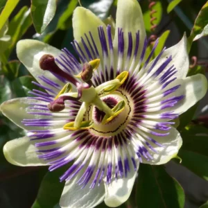 Passionsblume (Passiflora edulis)​