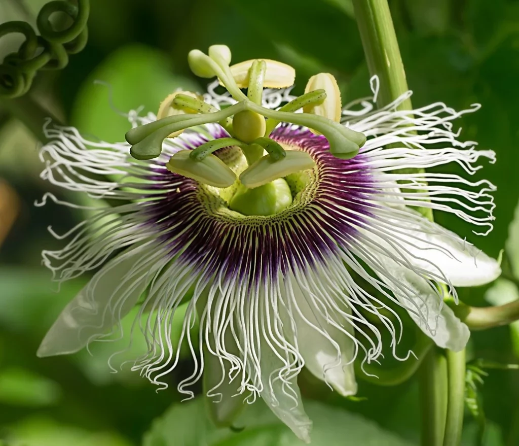 Passionsfrucht (Passiflora edulis)