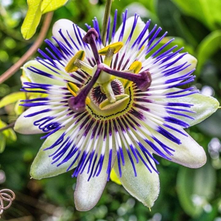 Blaue Passionsblume (Passiflora caerulea)