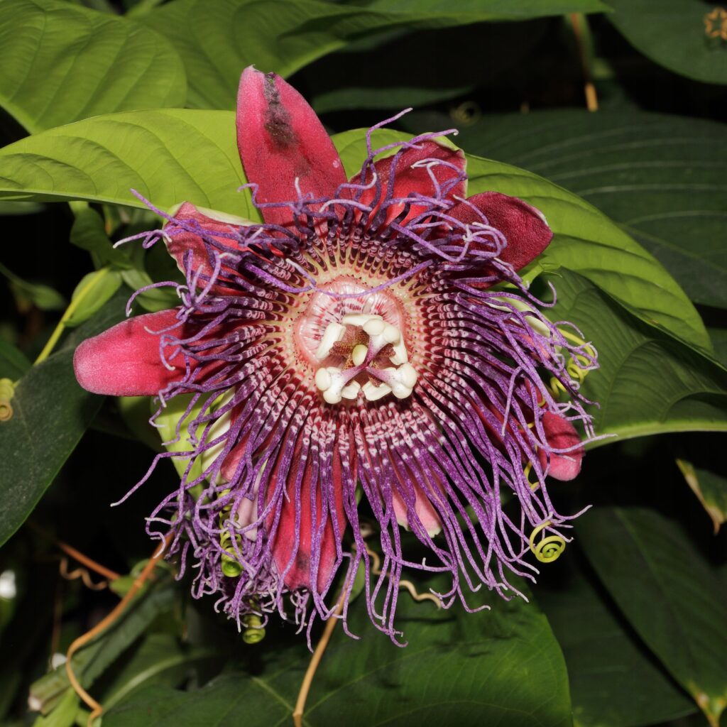 Riesenpassionsblume (Passiflora quadrangularis)