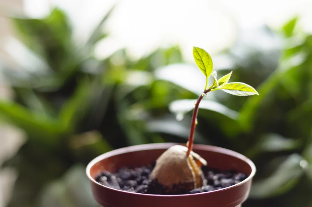Avocado anbauen