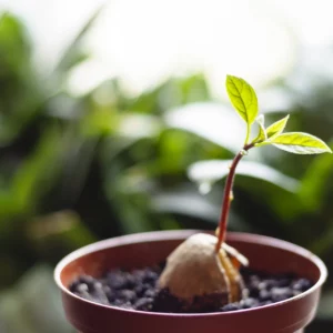 Avocado anbauen