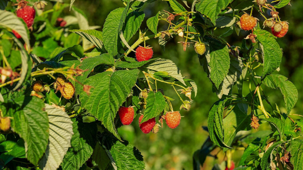Himbeeren anbauen