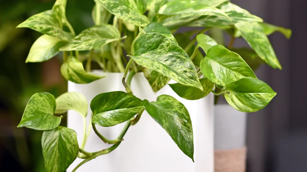 Goldenes Efeutute (Epipremnum aureum)