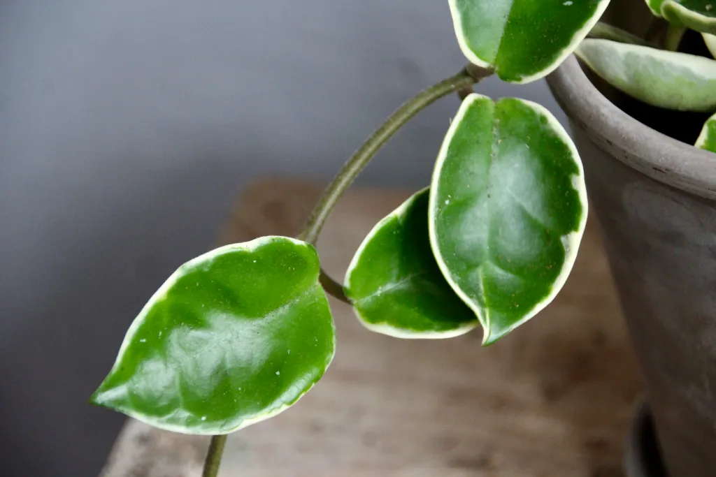 Wachsblume (Hoya carnosa)