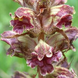 Sommerwurz (Orobanche)