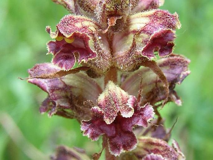 Sommerwurz (Orobanche)
