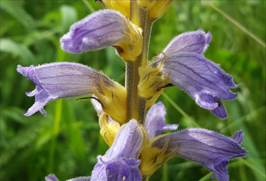 Purpurwürger (Orobanche purpurea)