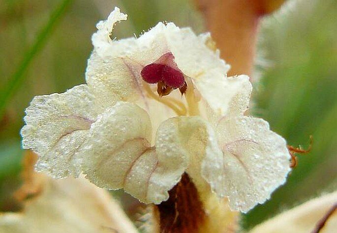 Nelkenwürger (Orobanche caryophyllacea)