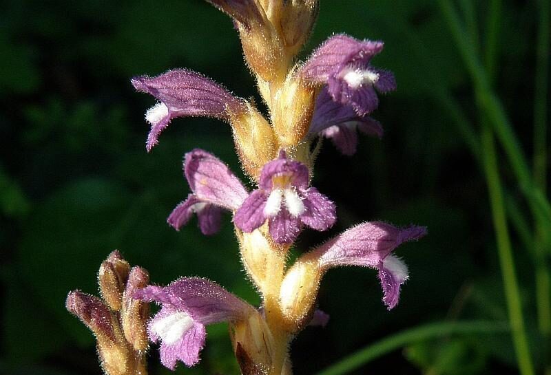 Ästige Sommerwurz (Orobanche ramosa)