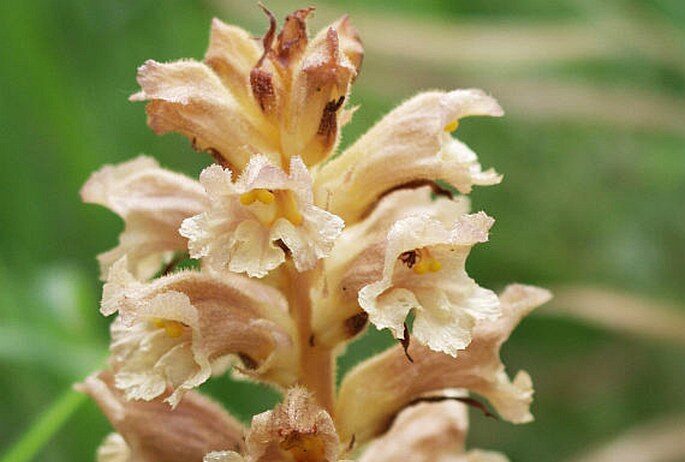 Gelbe Sommerwurz (Orobanche lutea)