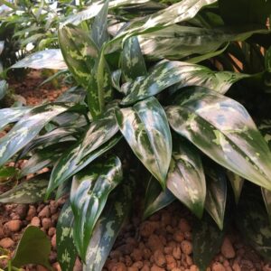 Horst einer Aglaonema mit dunkelgrünen, silbrig gemusterten Blättern in einem Beet aus Blähton