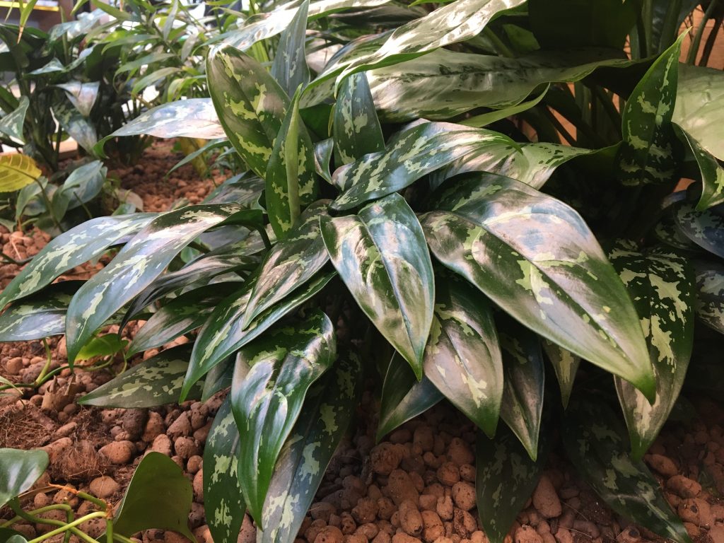 Aglaonema Pflege