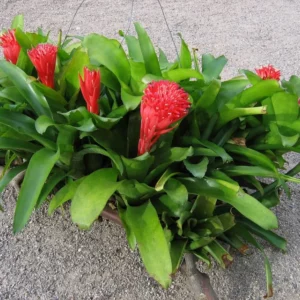 Billbergia pyramidalis