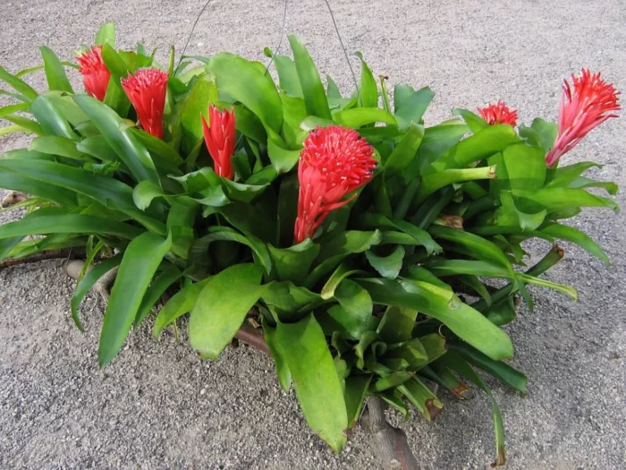 Billbergia pyramidalis