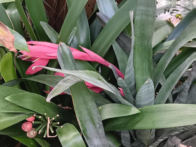 Billbergia nutans mit langen Blättern und hängenden Blütenblättern