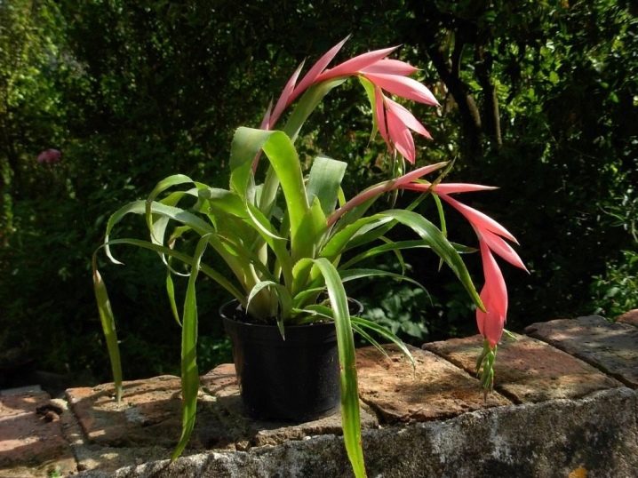 Billbergie nicí (Billbergia nutans)