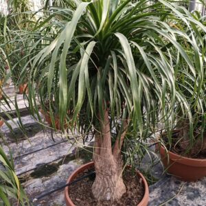 Beaucarnea (Beaucarnea recurvata)
