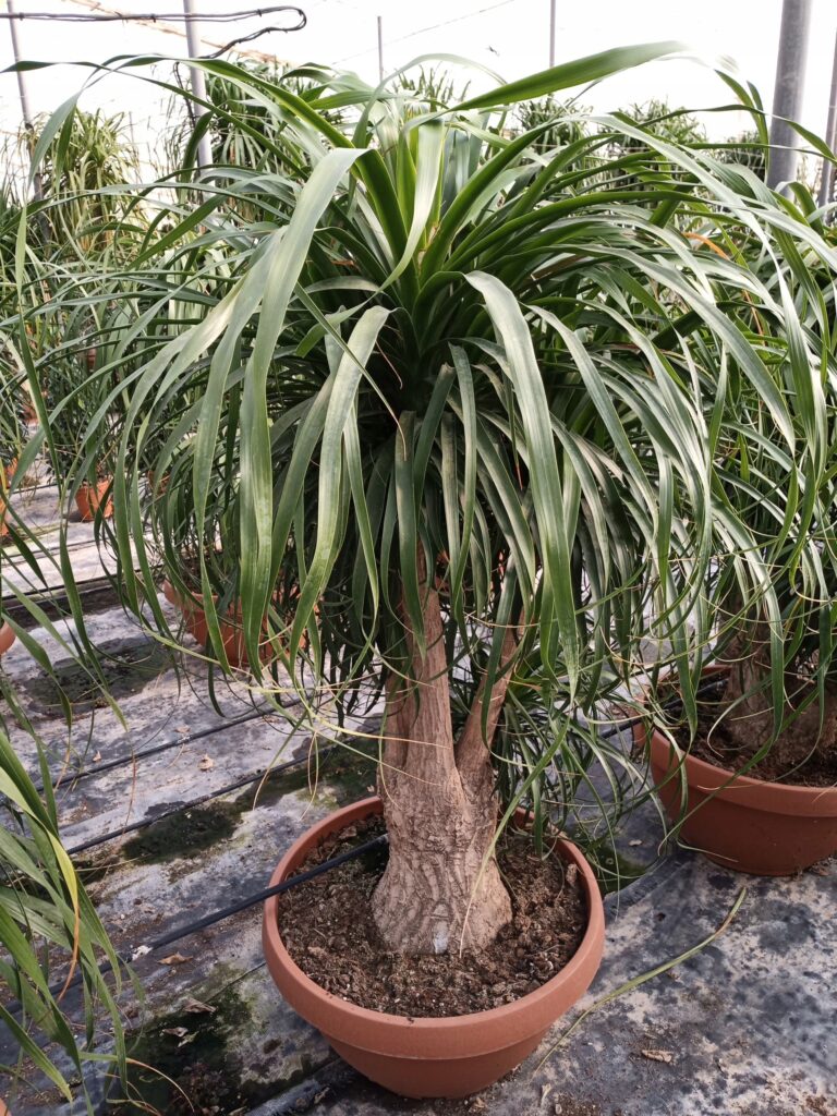 Beaucarnea (Beaucarnea recurvata)