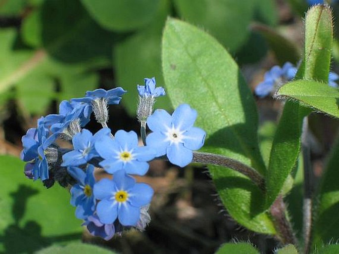 Waldvergissmeinnicht (Myosotis sylvatica)