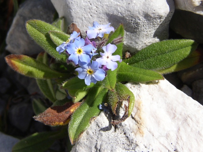Alpen-Vergissmeinnicht (Myosotis alpestris)
