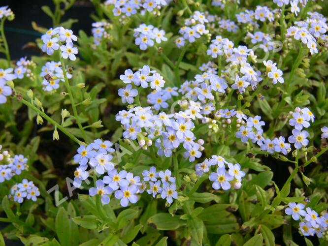 Sumpf-Vergissmeinnicht (Myosotis scorpioides)