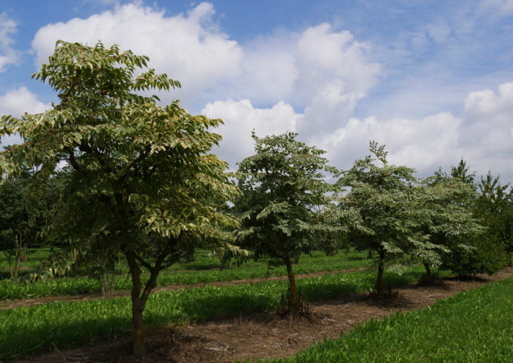 Japanische Aralie (Aralia elata)