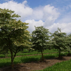 Japanische Aralie (Aralia elata) – buntlaubige Exemplare in einer Baumschulreihe