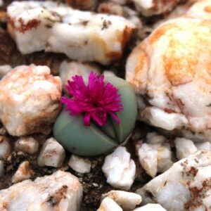 Argyroderma blandum