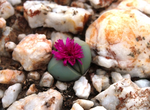 Argyroderma blandum