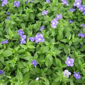 Browallie (Browallia speciosa)