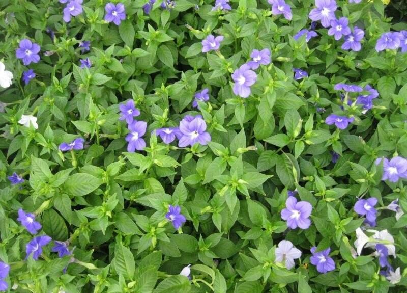 Browallie (Browallia speciosa)