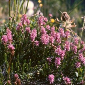 Brukenthalie (Bruckenthalia spiculifolia)
