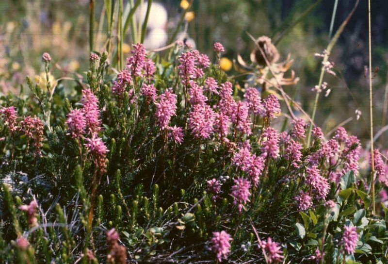 Brukenthalie (Bruckenthalia spiculifolia)