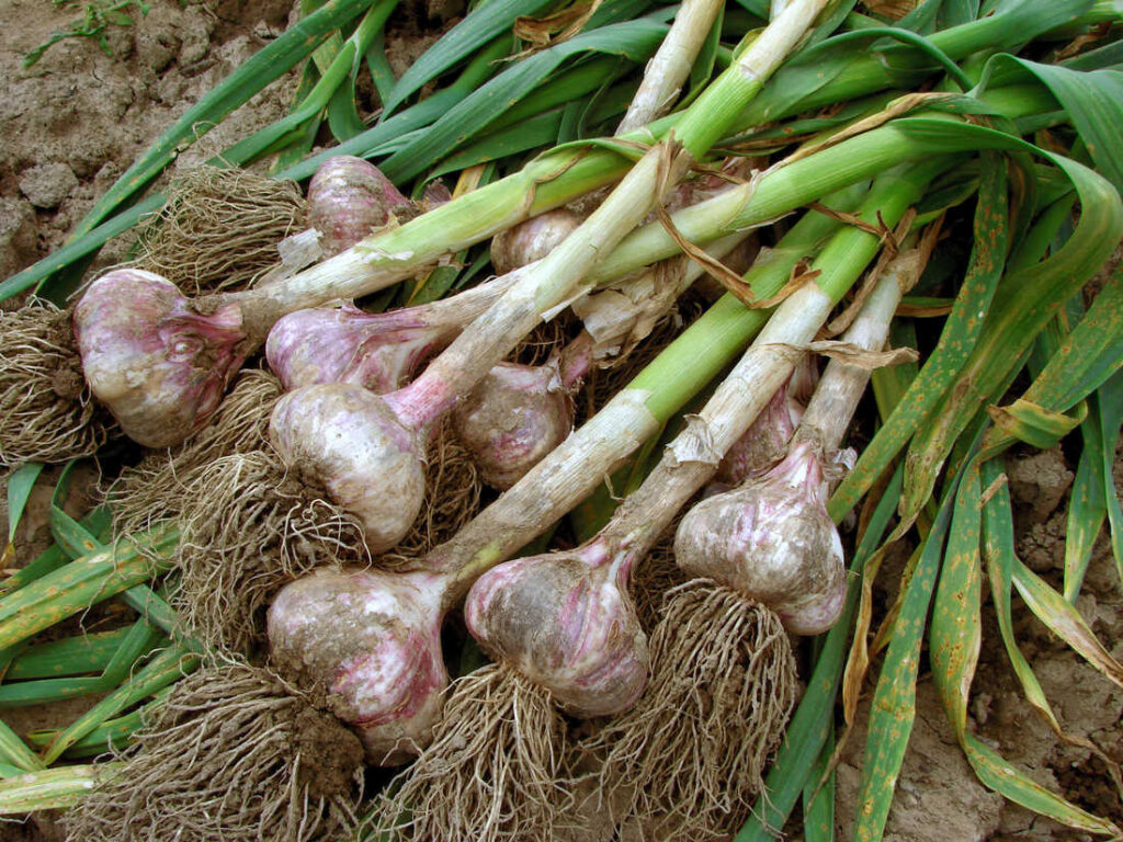 Knoblauch (Allium sativum)