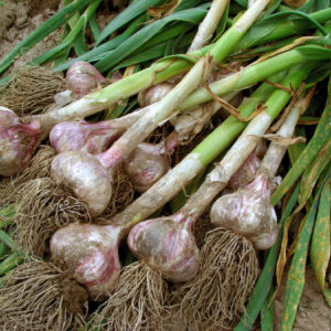 Knoblauch (Allium sativum)