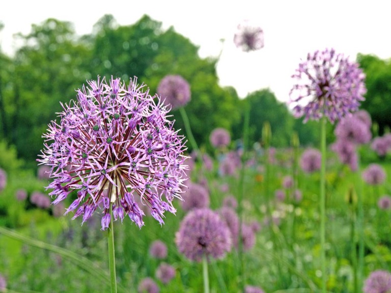 Knoblauch (Allium sativum)